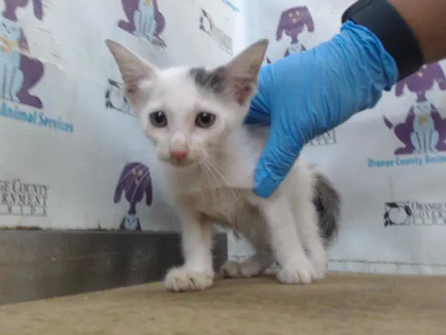 Unknown - Domestic Short Hair