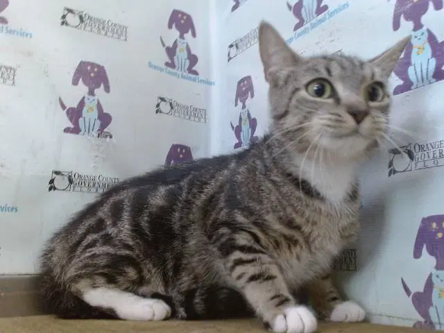 Honeydew - Domestic Short Hair
