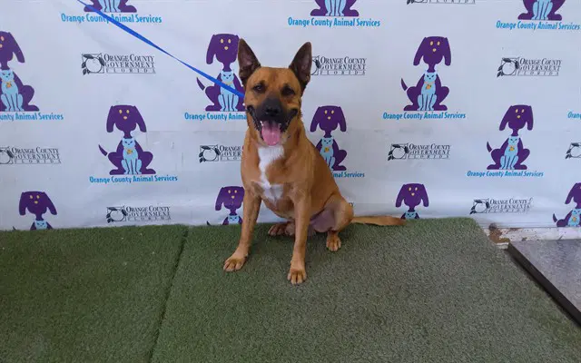 Unknown - Black Mouth Cur