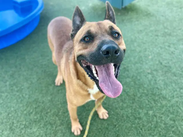 Unknown - Black Mouth Cur