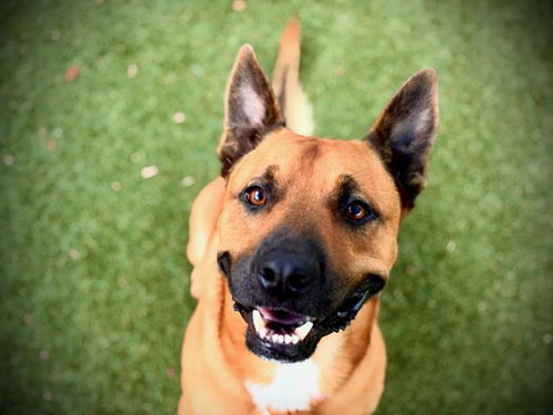 *MAZE, a dog for adoption from Orange County Animal Services