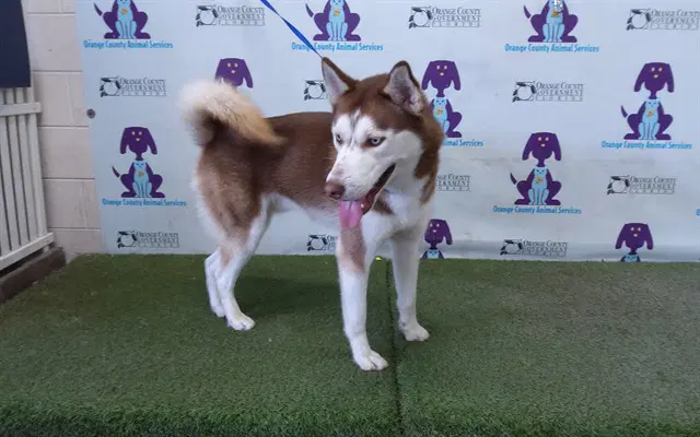 Yukon - Siberian Husky