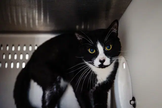 Hades - Domestic Short Hair