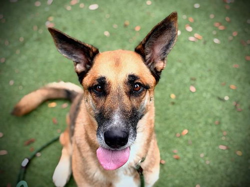 LUCY, a dog for adoption from Orange County Animal Services