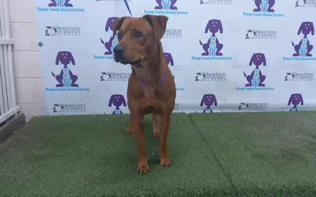 Monkey - Black Mouth Cur