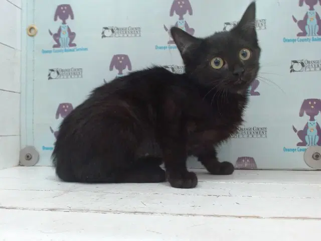 Gar - Domestic Medium Hair