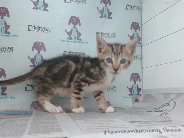 Bruin - Domestic Short Hair