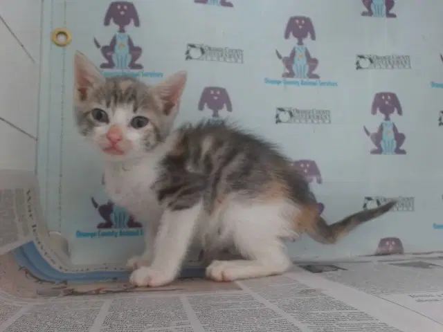 Nittany - Domestic Short Hair