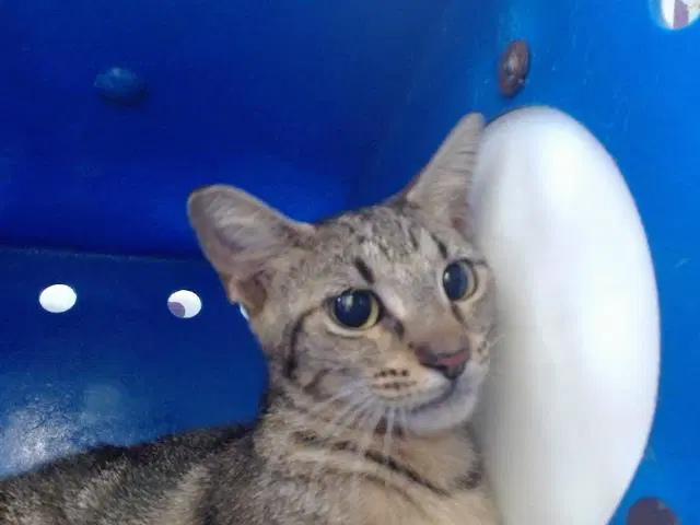 Unknown - Domestic Short Hair