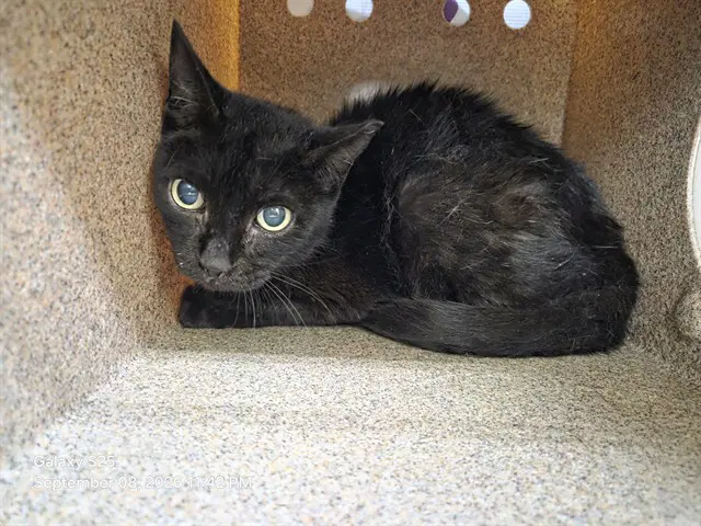 Little One - Domestic Short Hair