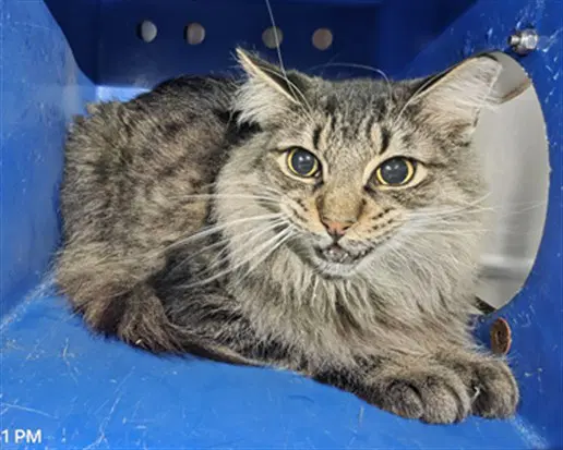 Foxy - Domestic Medium Hair