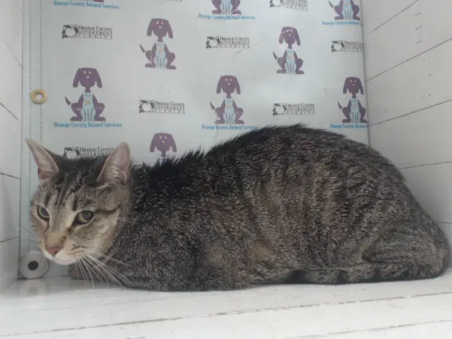 Leonard - Domestic Short Hair