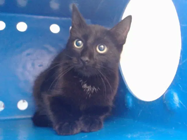 Soot Sprite - Domestic Short Hair