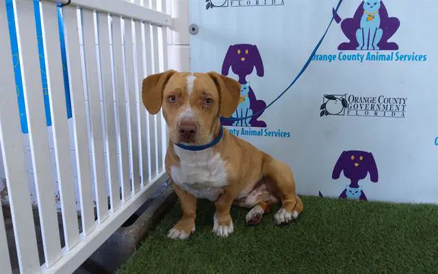 River - Pit Bull Terrier