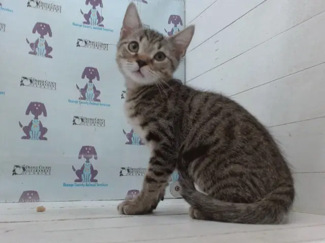 Phil - Domestic Short Hair