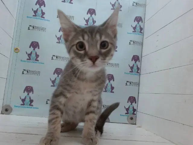 Steven - Domestic Short Hair