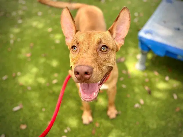 Bright - Carolina Dog