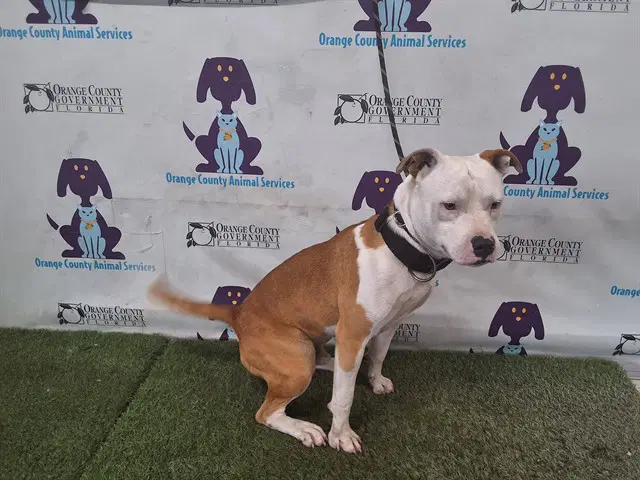 White Head - Pit Bull Terrier