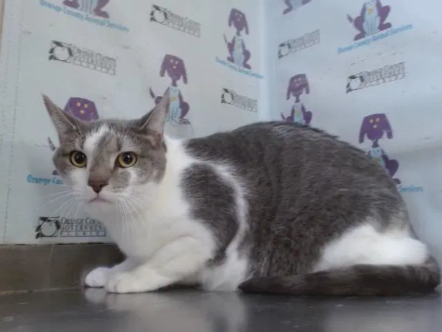 Luna - Domestic Short Hair