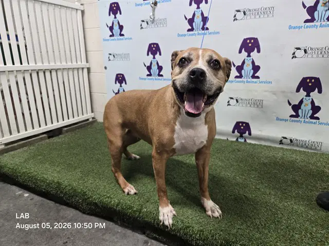 Kaylie - Pit Bull Terrier