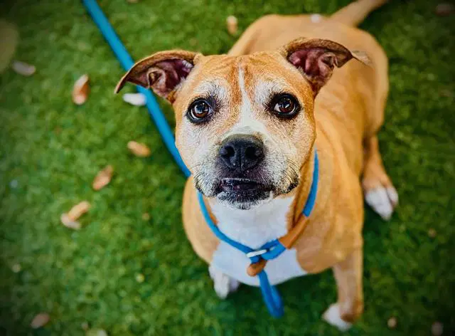 Kaylie - Pit Bull Terrier