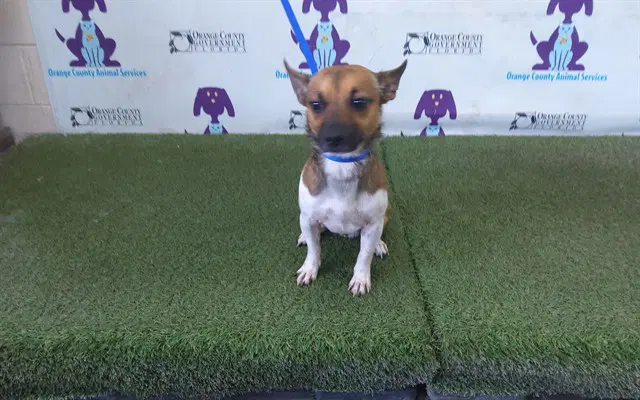 Unknown - Chihuahua