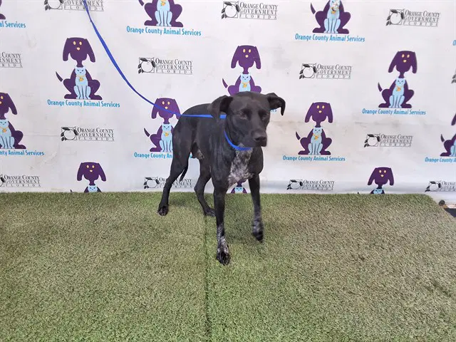 Chanel - Pit Bull Terrier