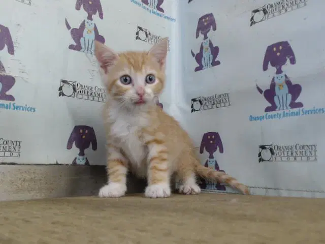 Peach - Domestic Short Hair