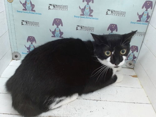 picture of the cat needing adoption