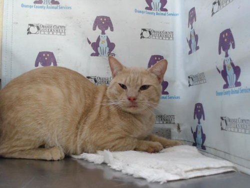picture of the cat needing adoption