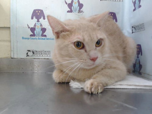 picture of the cat needing adoption
