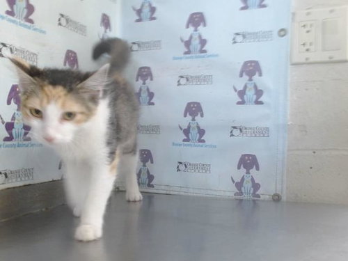picture of the cat needing adoption
