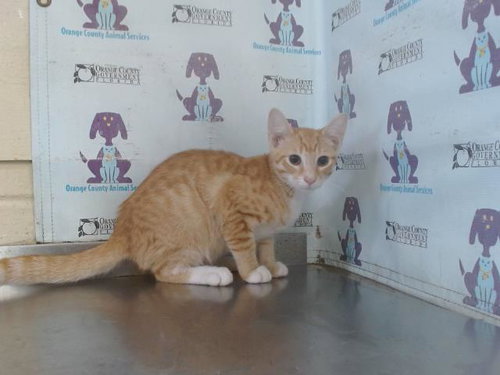 picture of the cat needing adoption