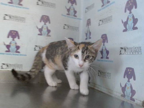 picture of the cat needing adoption
