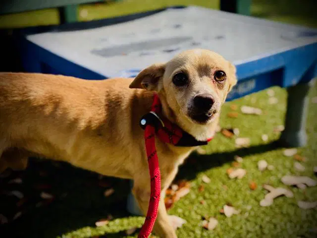 Odie - Chihuahua