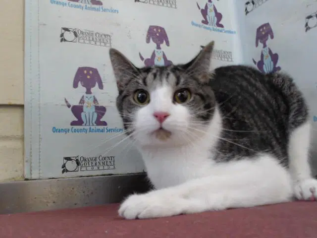 Leo - Domestic Short Hair
