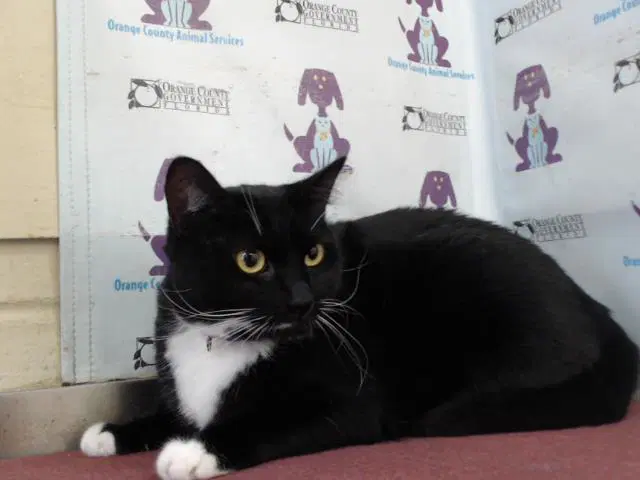 Santa Paws - Domestic Short Hair
