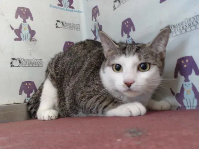 Lua - Domestic Short Hair