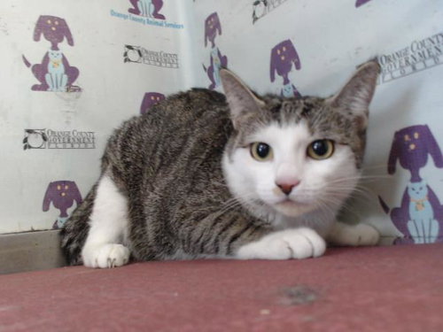 picture of the cat needing adoption