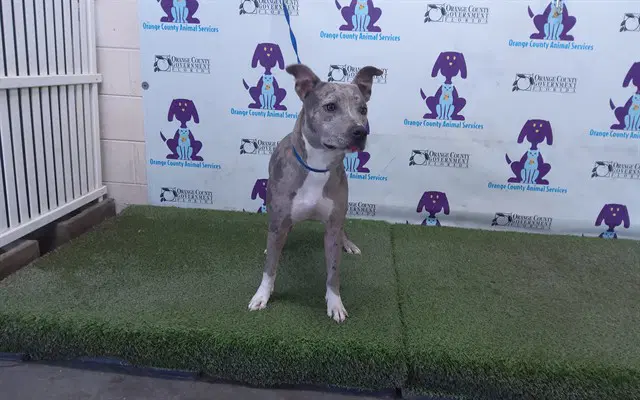 Bluey - Catahoula Leopard Dog
