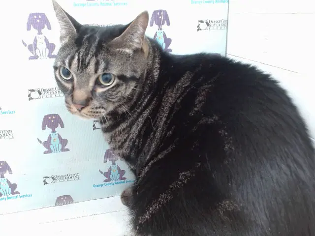 Prince - Domestic Short Hair