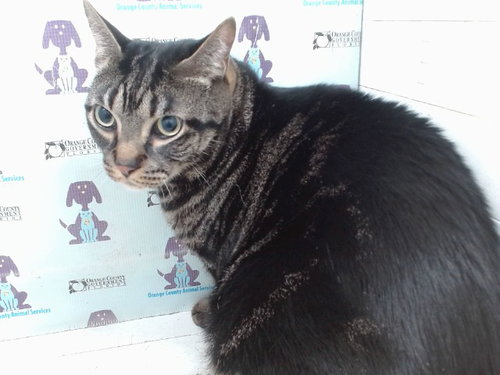 picture of the cat needing adoption