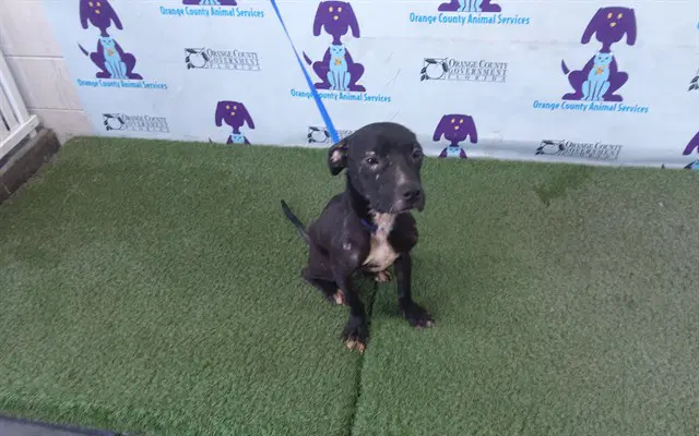 Takeoff - Pit Bull Terrier
