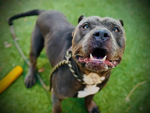 Rex - Pit Bull Terrier