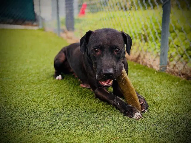 Tabitha - Labrador Retriever