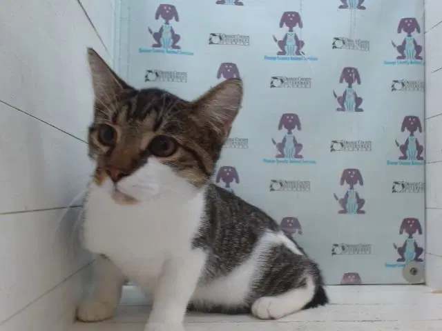 Egg - Domestic Short Hair