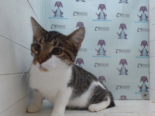 picture of the cat needing adoption