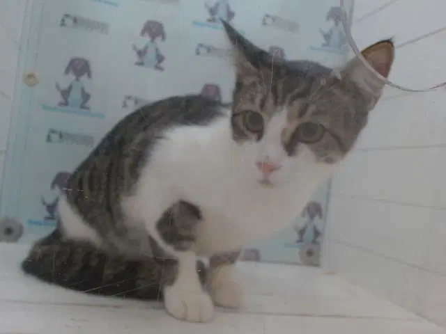 Lullaby - Domestic Short Hair