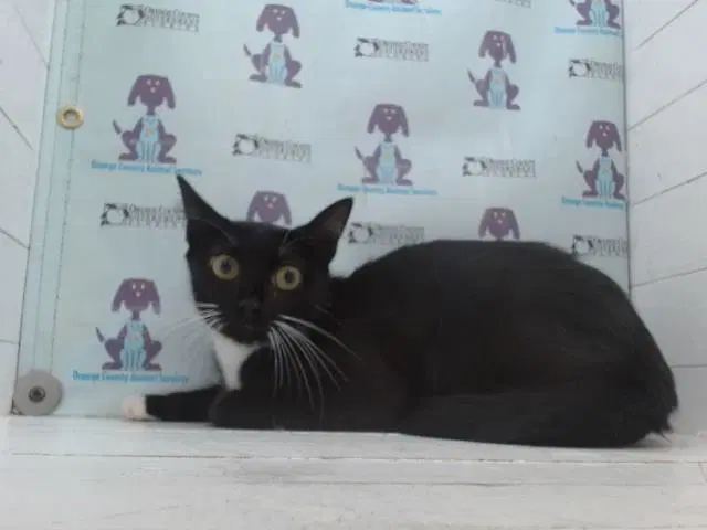 Marble - Domestic Short Hair