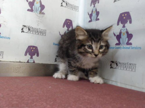 picture of the cat needing adoption